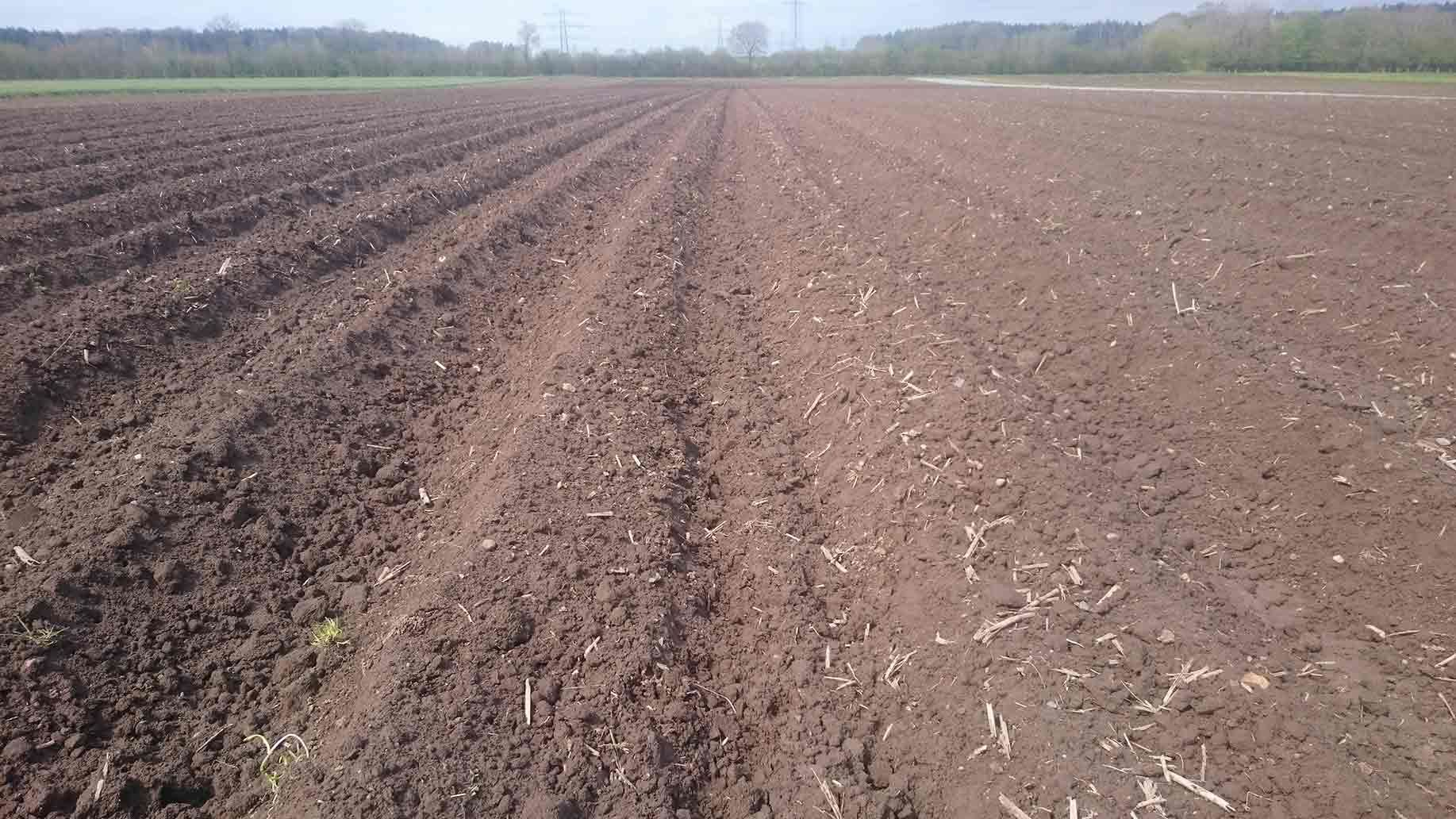 Kartoffeln häufeln im Mai