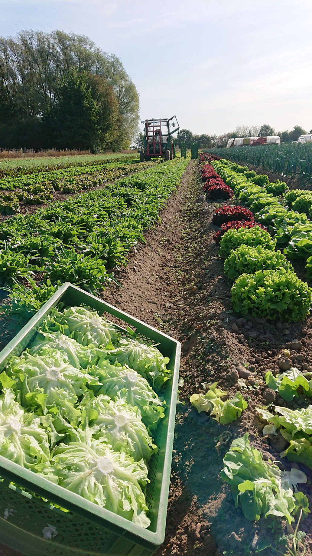 Salat ernten | Emmerts-Biokiste