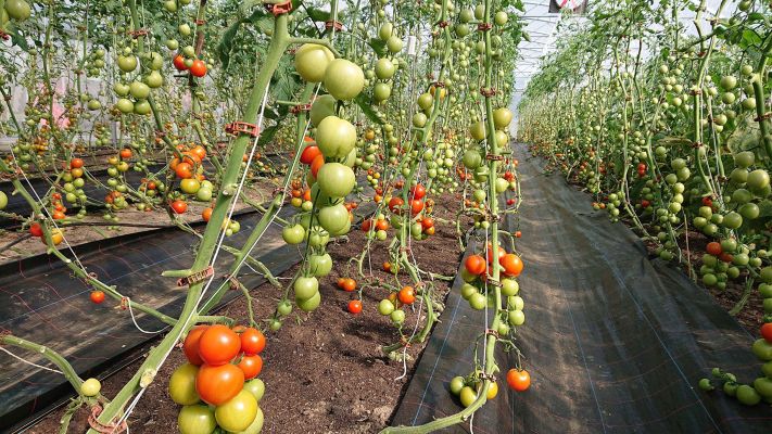 tomaten-devotion-haus-4