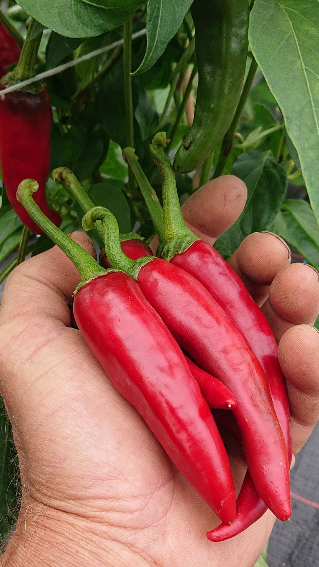 Chili aus dem Freiland | Emmerts-Biokiste