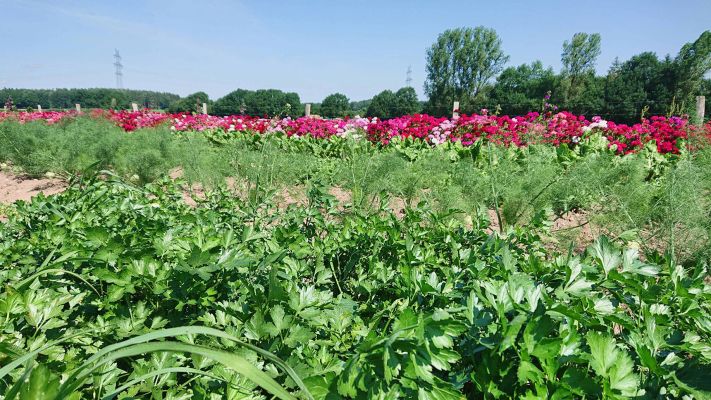 bartnelken-und-gemuese