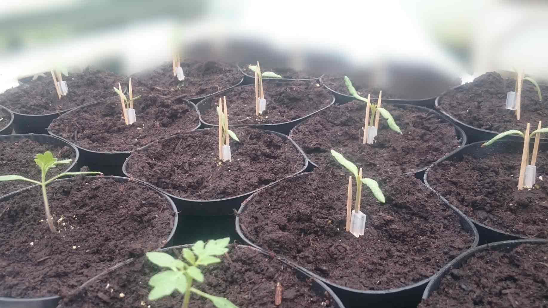Tomaten veredeln