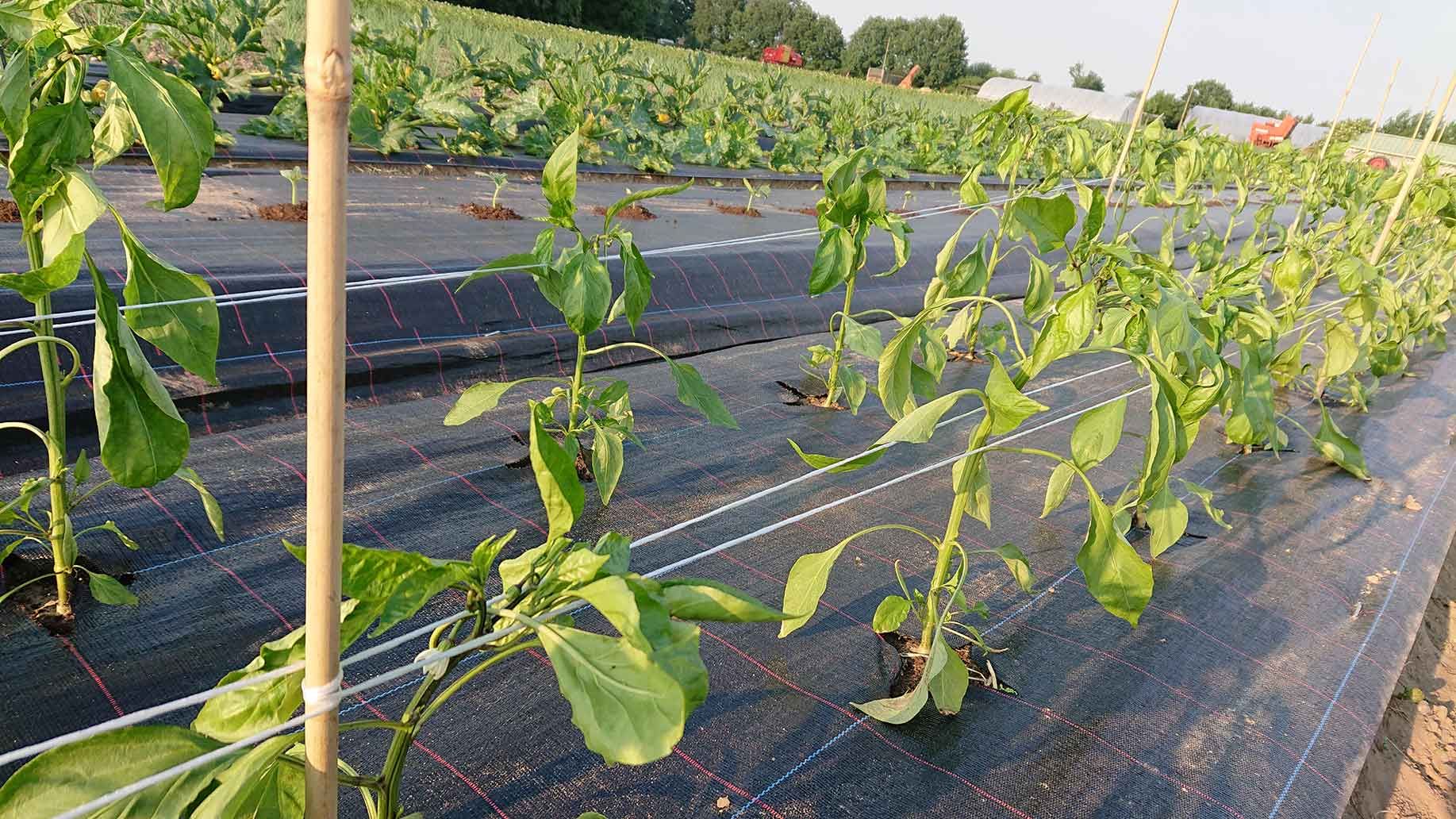 Paprika, Schmorgurken & Zucchini | Emmerts-Biokiste