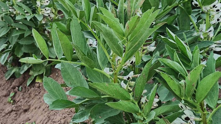 dicke-bohnen-in-der-bluete