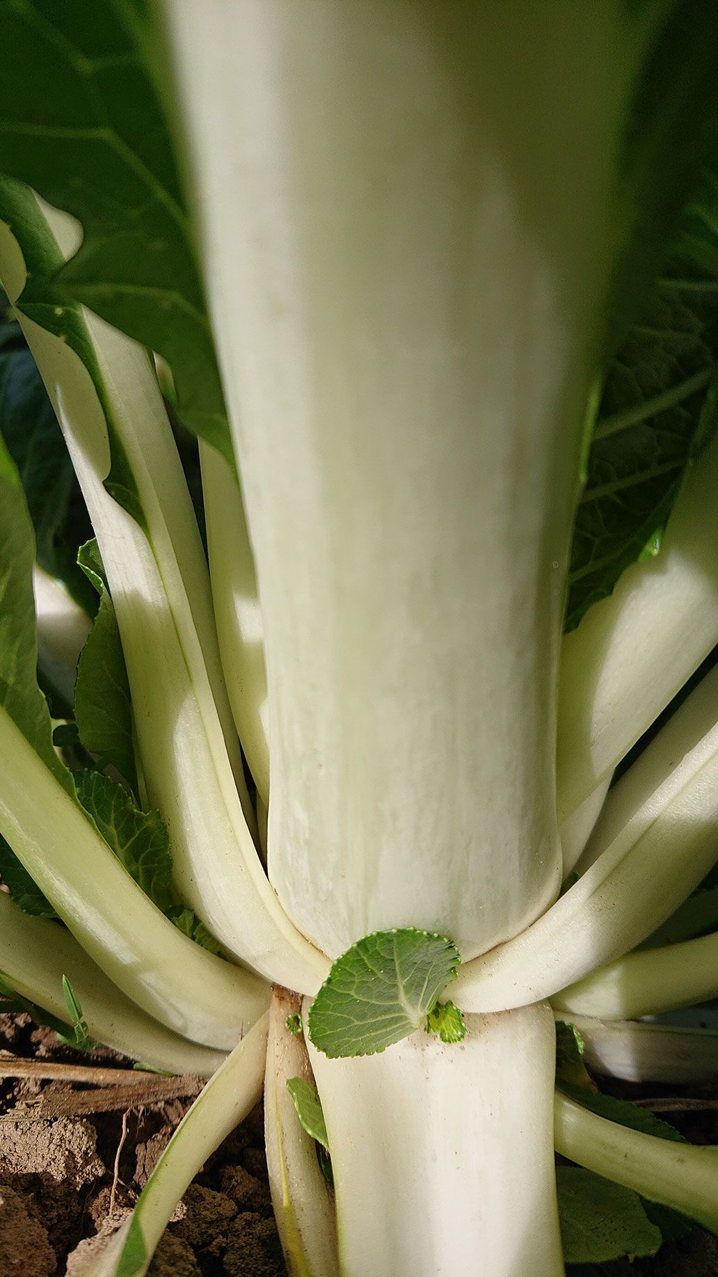 Pac Choi | Emmerts-Biokiste