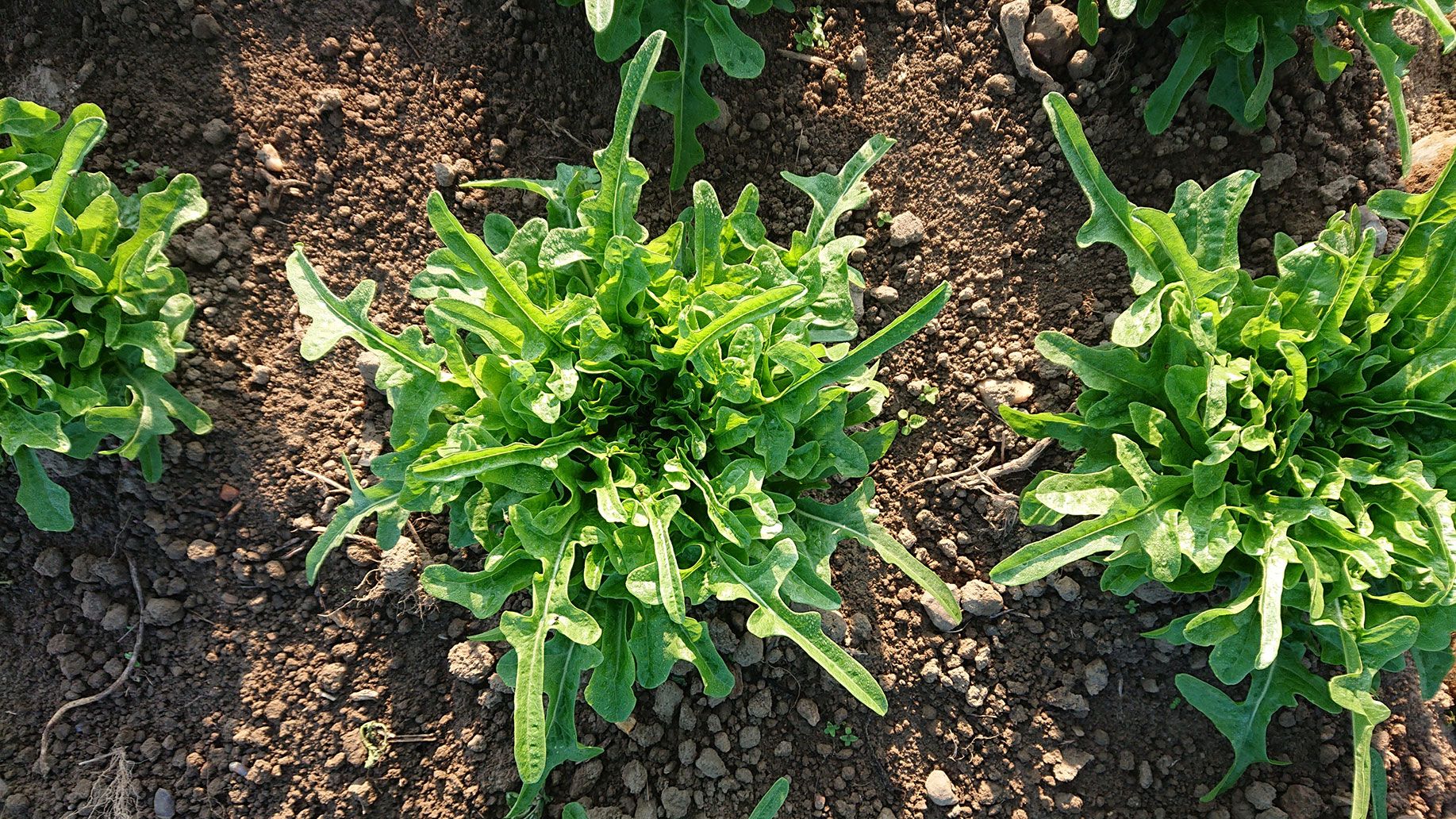 Salat Cerbiatta | Emmerts-Biokiste