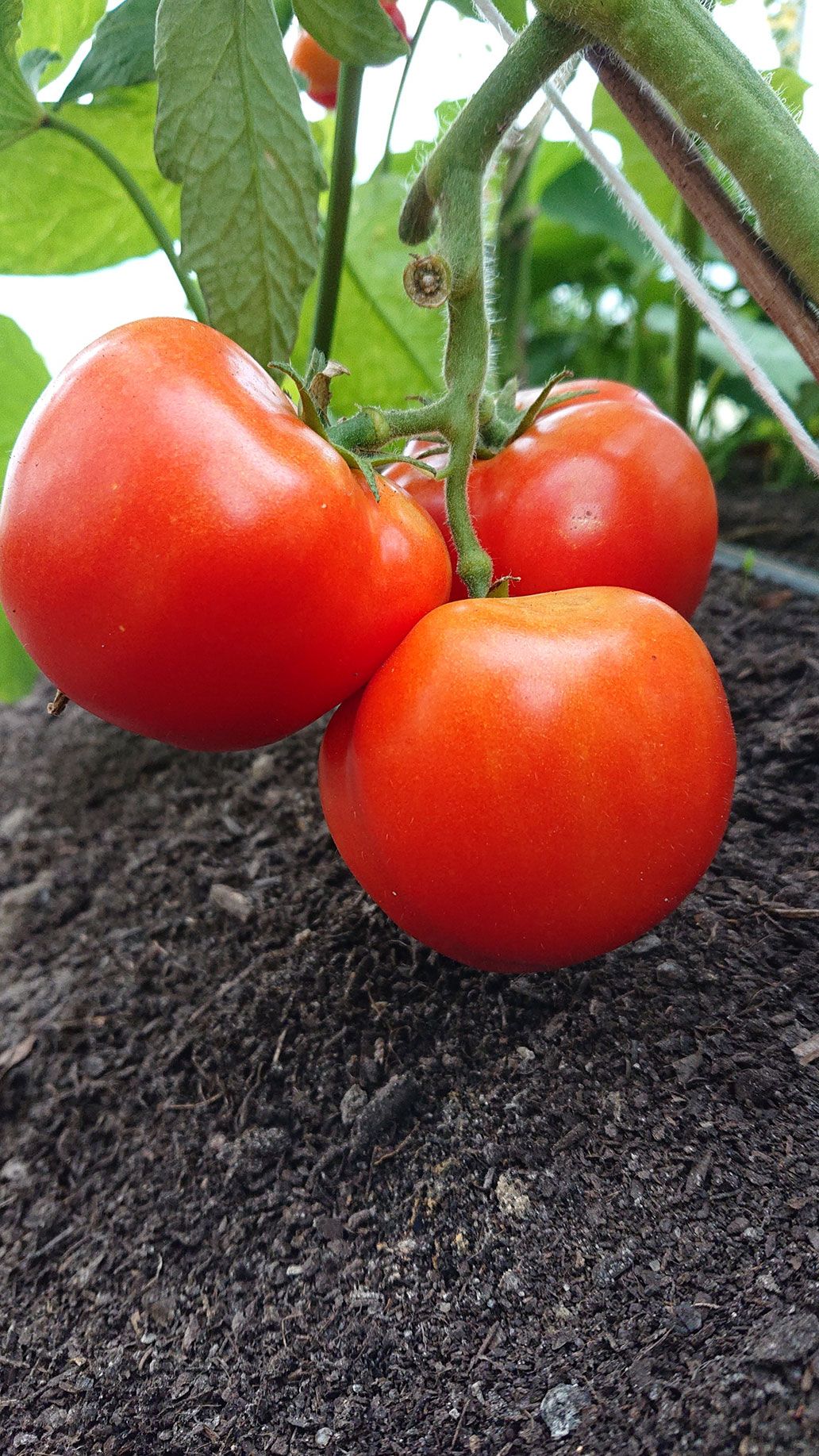 Tomaten | Emmerts-Biokiste