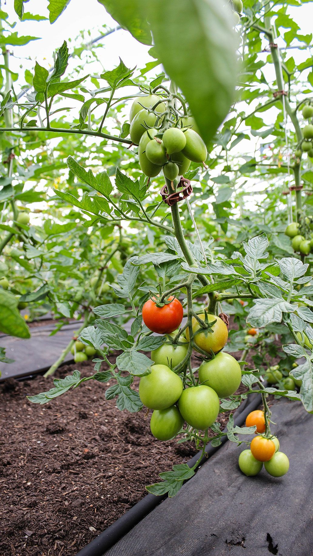 Tomaten Haus 2 im Juli | Emmerts-Biokiste