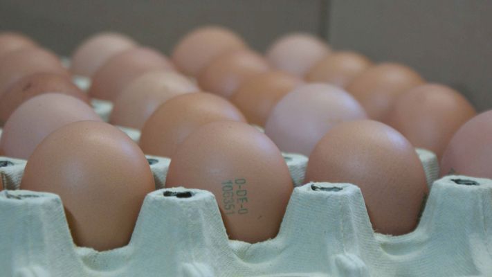 eier