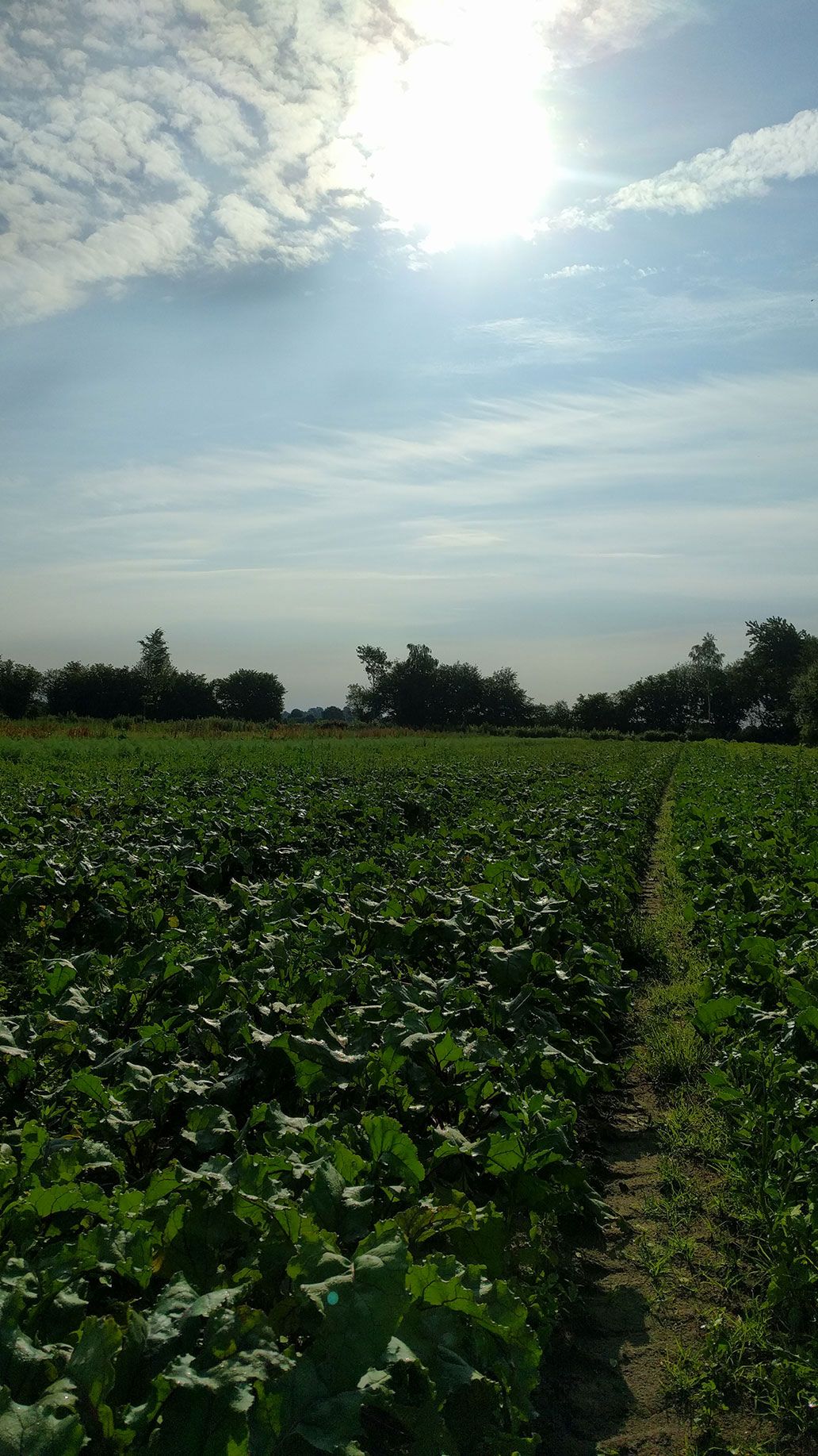 Rote Beete im Juli | Emmerts-Biokiste