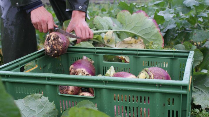 steckrueben-ernten