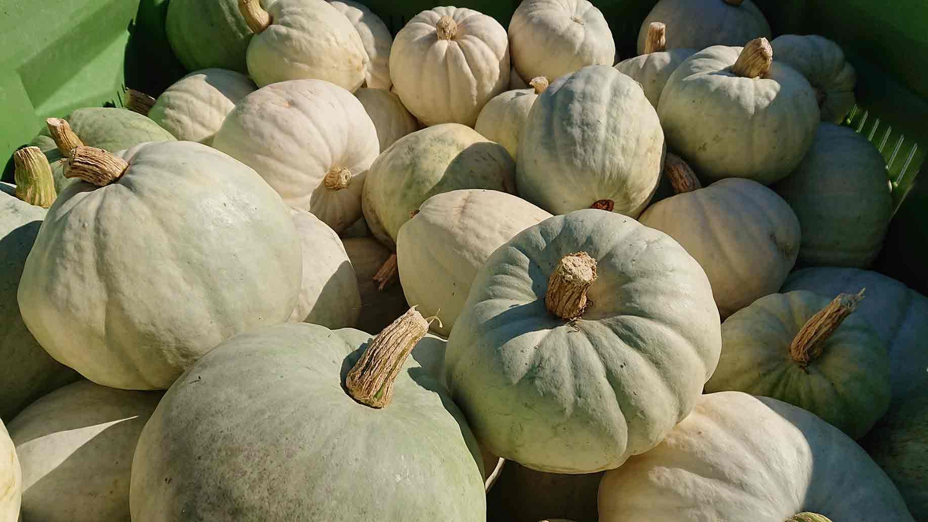 Kürbis Ungarischer Blauer