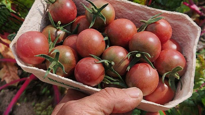 black-cherry-vor-mangold