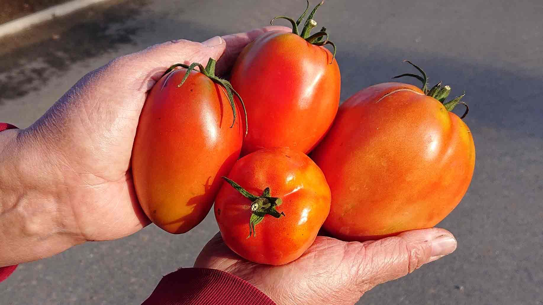 Ochsenherz Tomaten | Emmerts-Biokiste