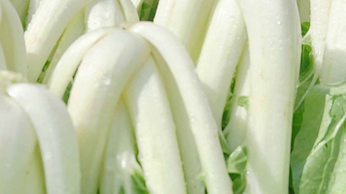 pac-choi-frisch-geerntet