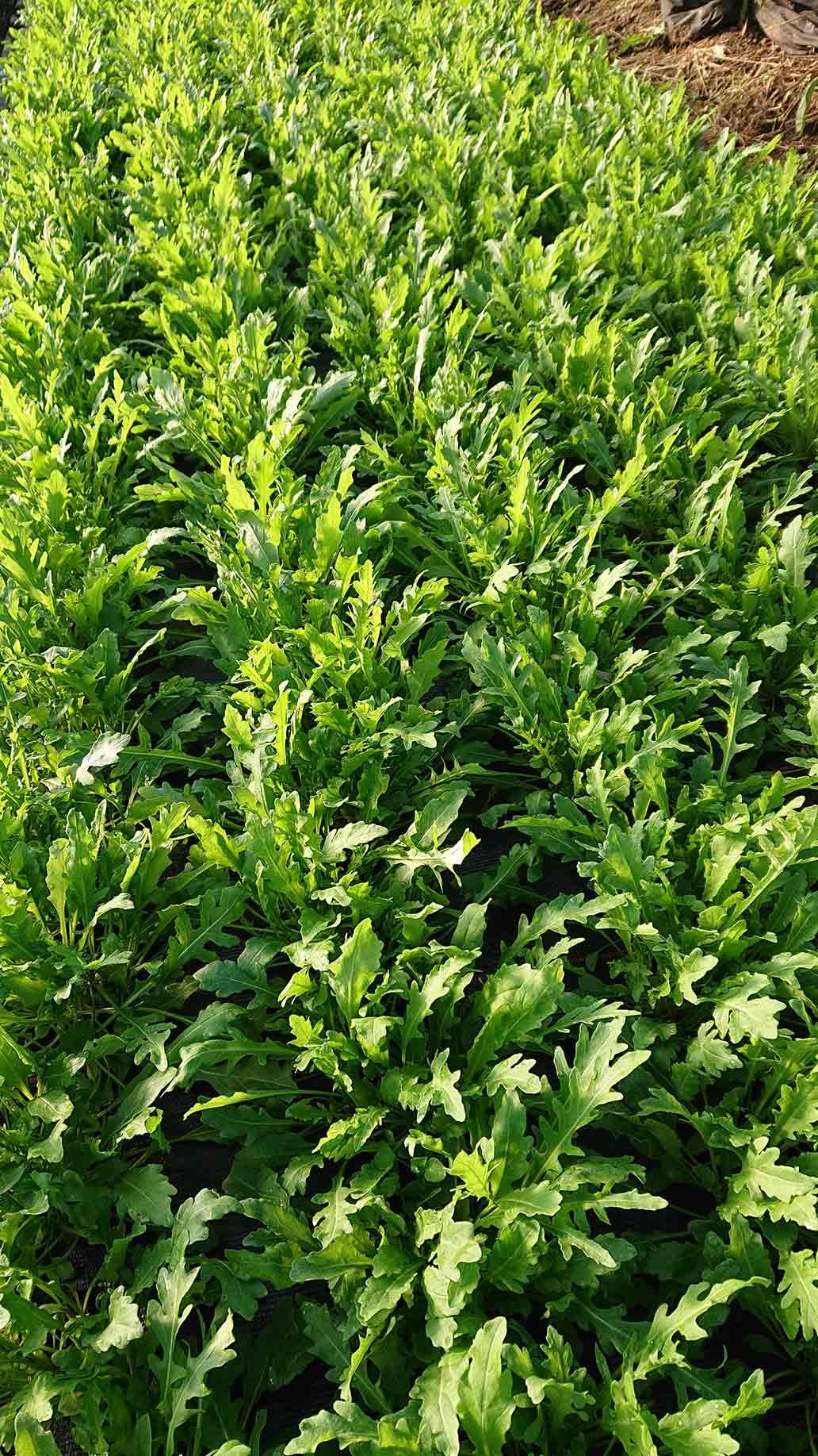 Rucola | Emmerts-Biokiste