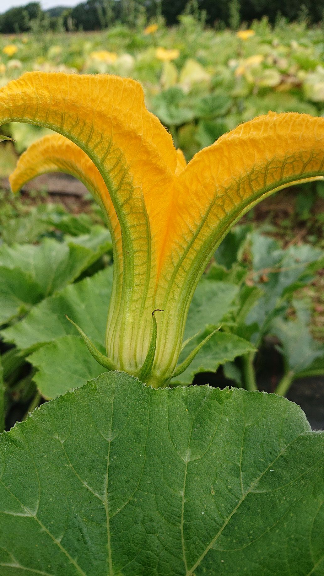 Kürbis Blüte | Emmerts-Biokiste