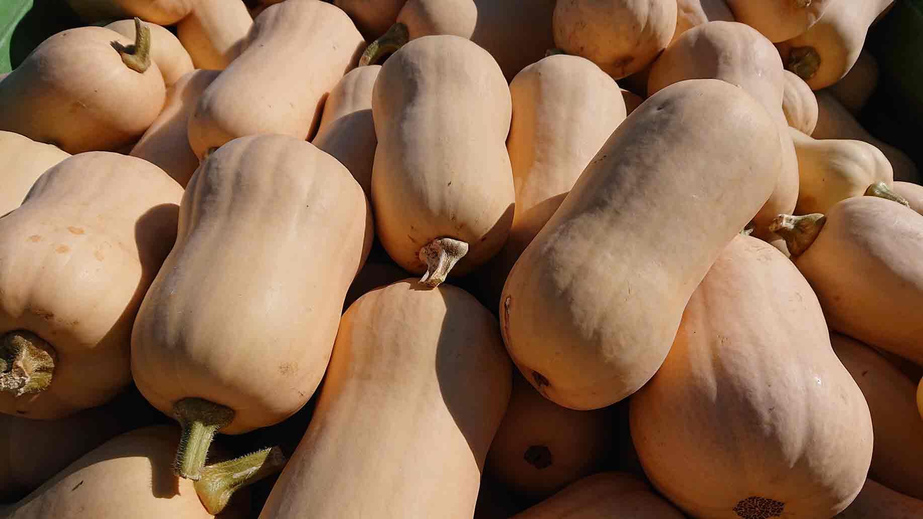 Butternut Kürbis | Emmerts-Biokiste