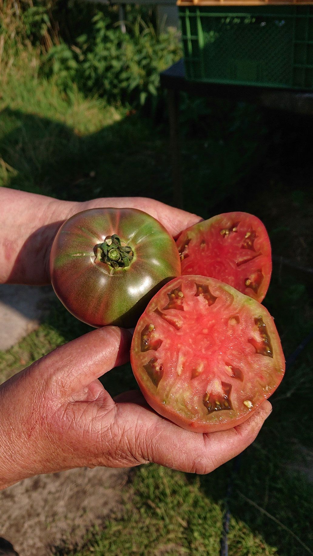 Fleischtomaten | Emmerts-Biokiste