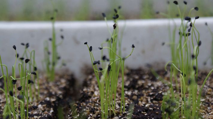 zwiebel-keimlinge