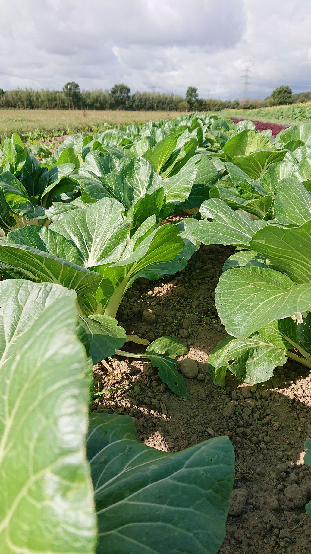 Pac Choi | Emmerts-Biokiste