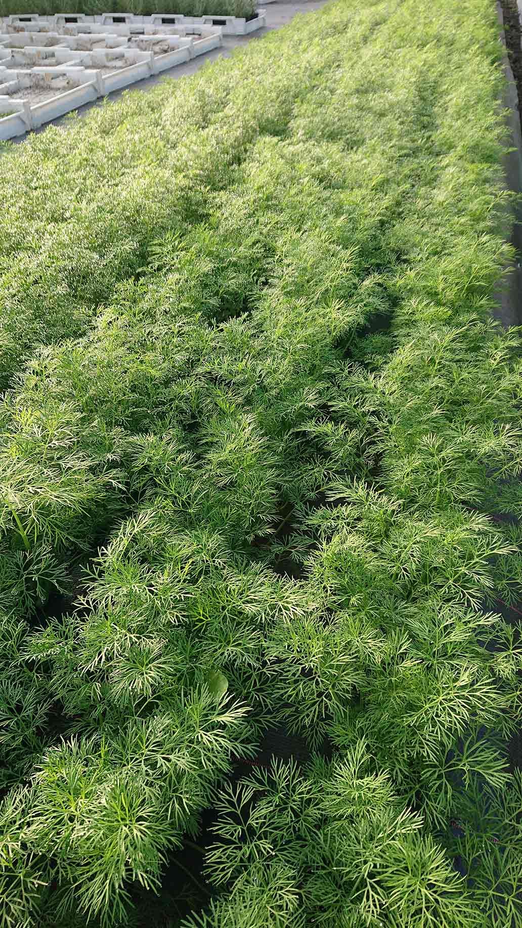 Dill | Emmerts-Biokiste