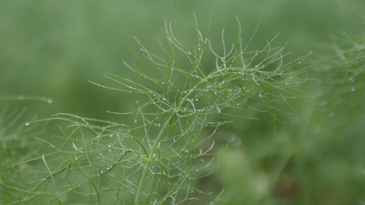 fenchel-im-tau