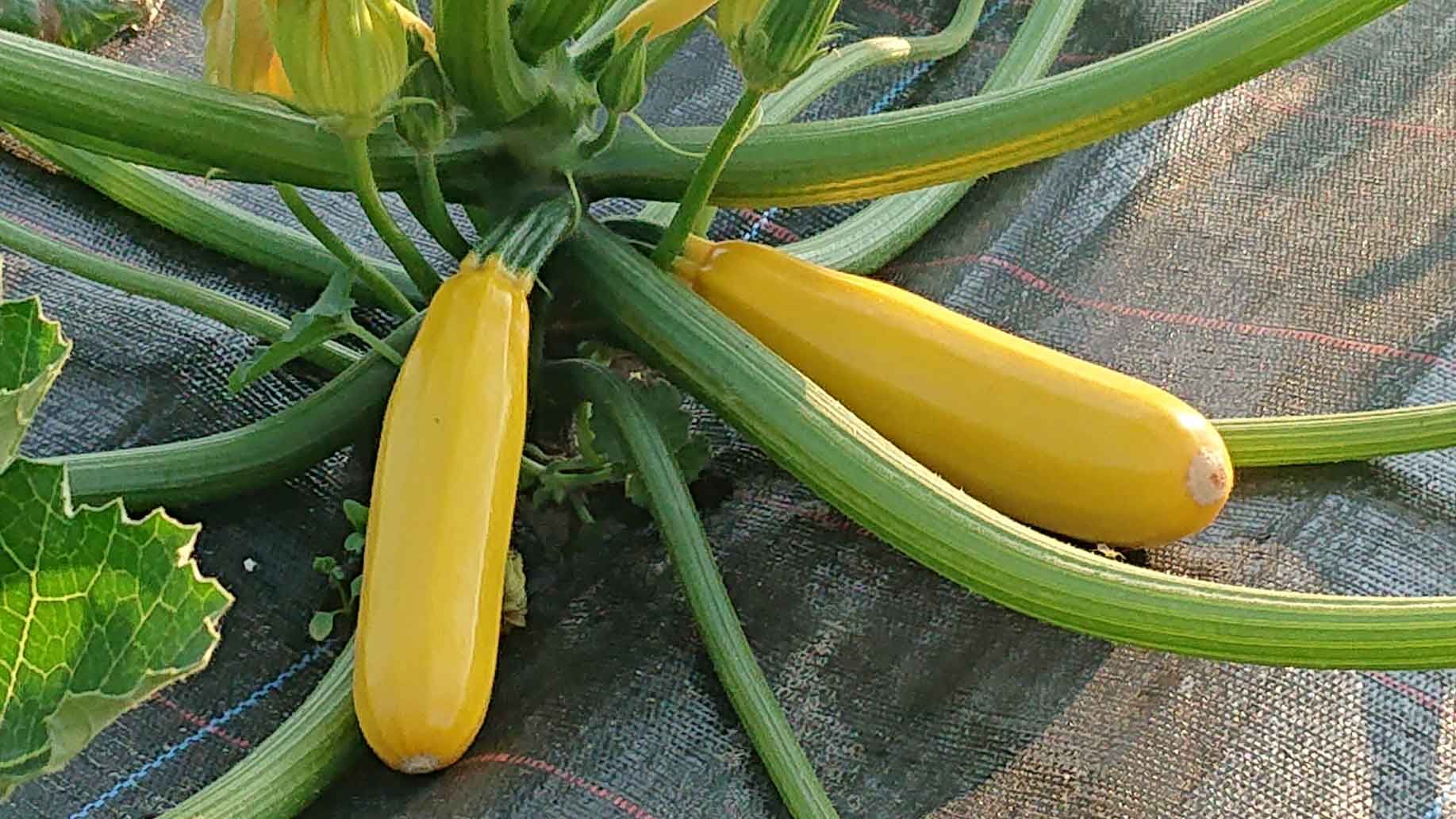 Zucchini gelb | Emmerts-Biokiste
