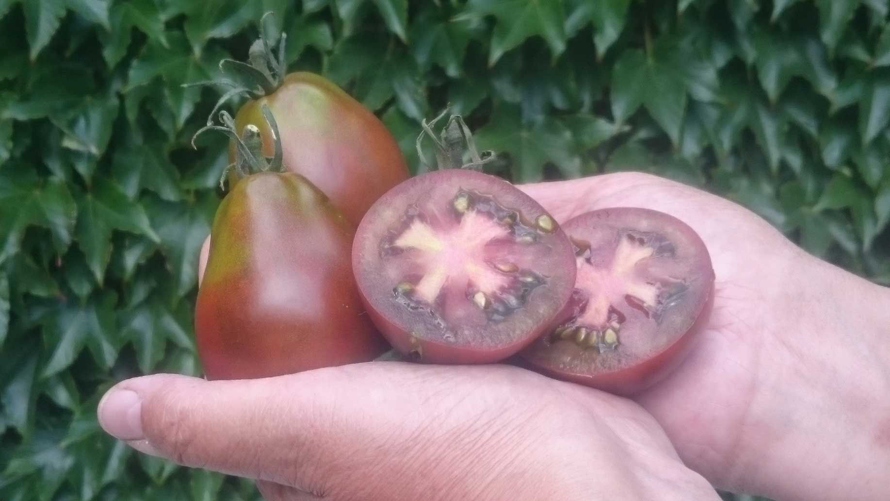Tomaten Sorte "Schwarze Birne"