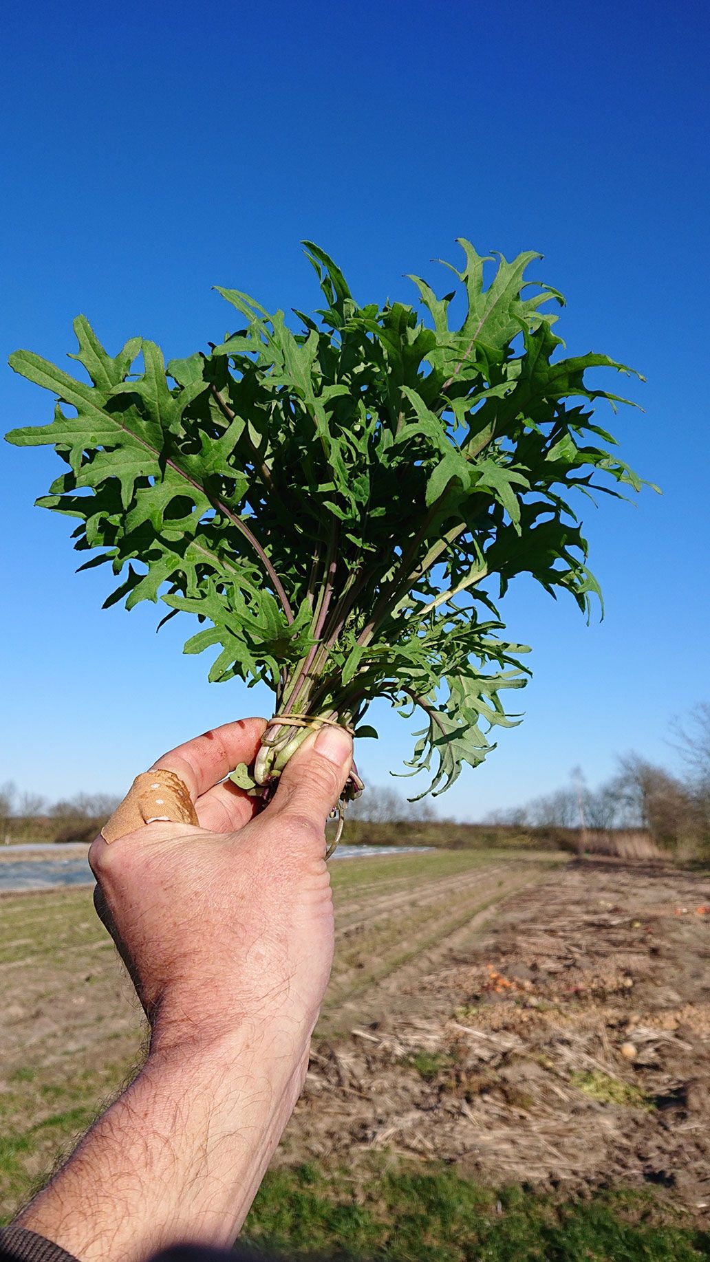 Baby Kale ernten | Emmerts-Biokiste