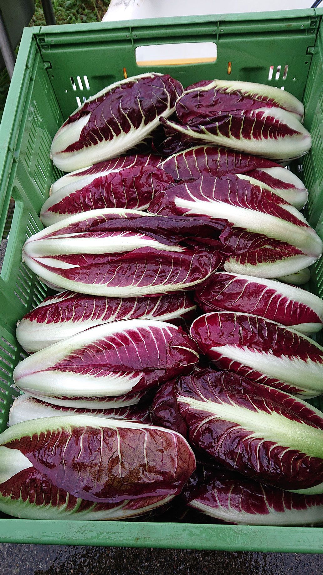 Radicchio "Treviso" | Emmerts-Biokiste