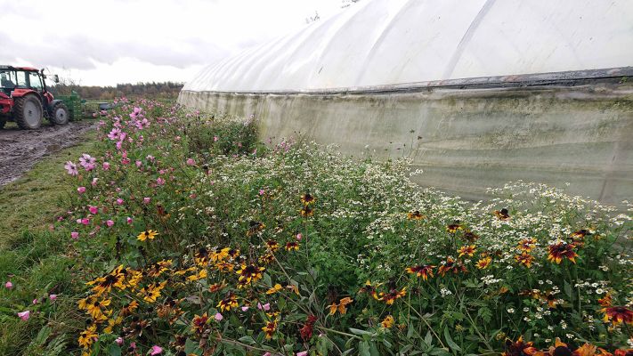 blumen-vor-haus-2
