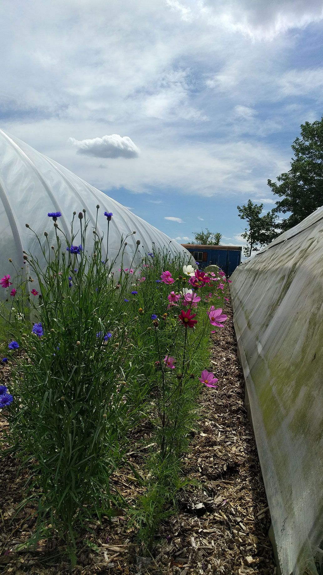 Blumen zwischen den Gewächshäusern | Emmerts-Biokiste