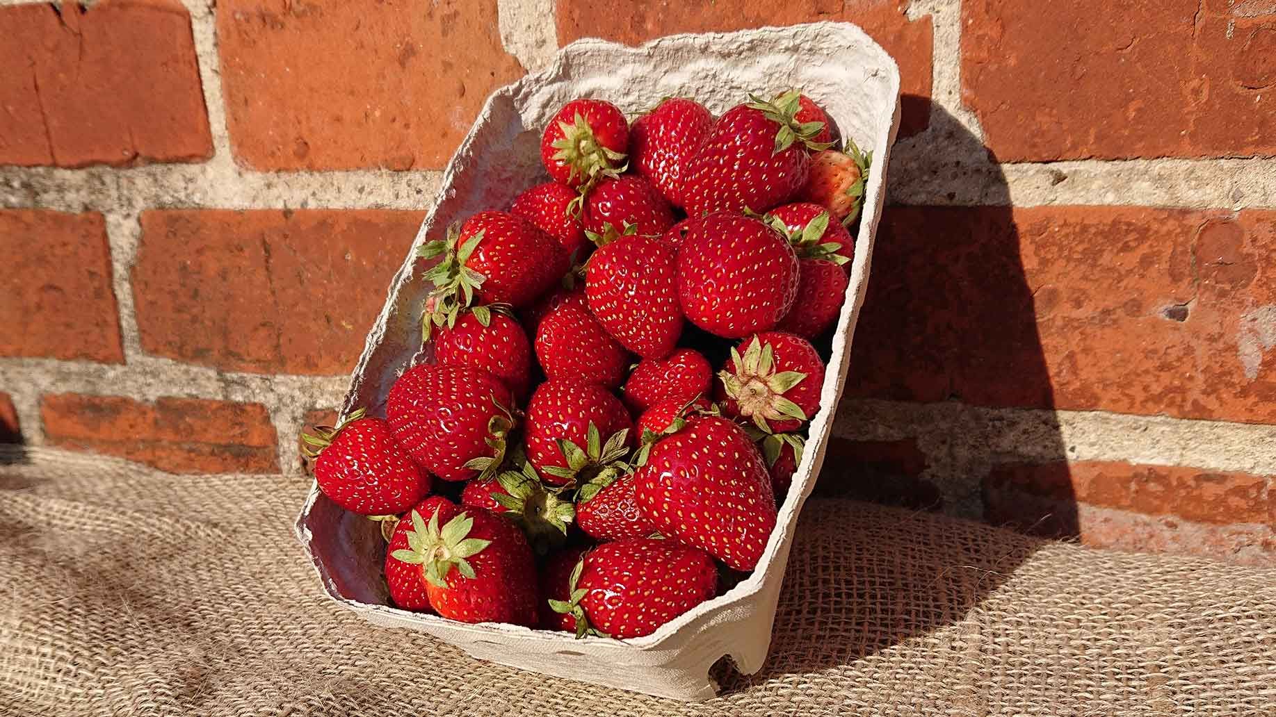 Erdbeeren | Emmerts-Biokiste