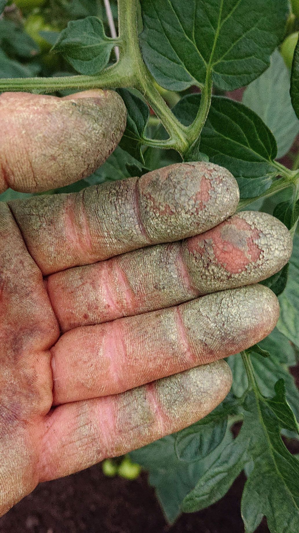 Gärtner Hand | Emmerts-Biokiste