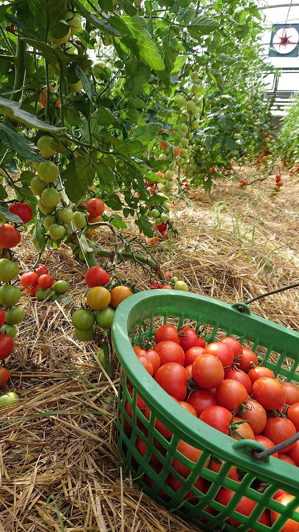 Tomaten ernten | Emmerts-Biokiste