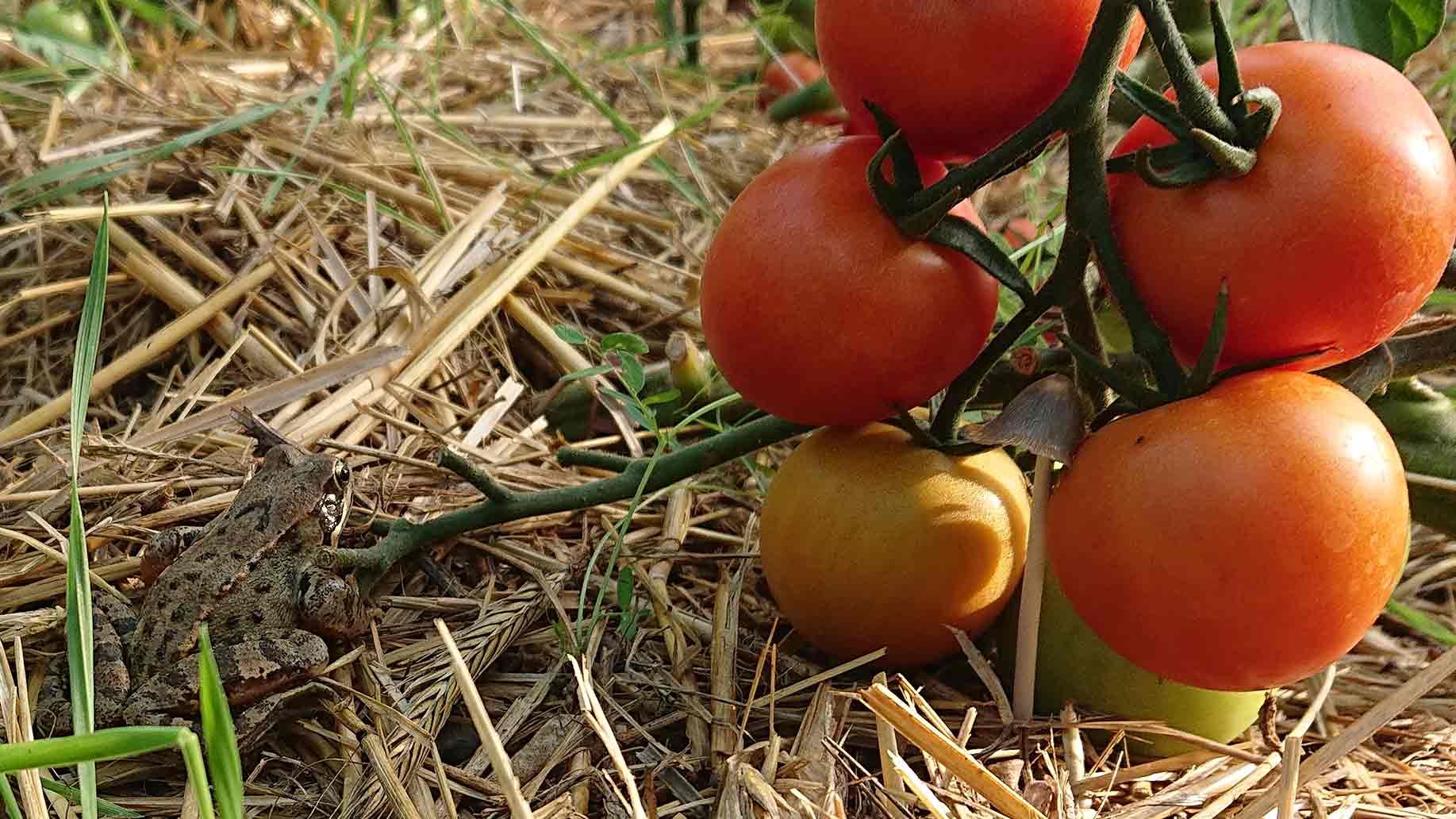 Grasfrosch im Tomatenhaus |Emmerts-Biokiste