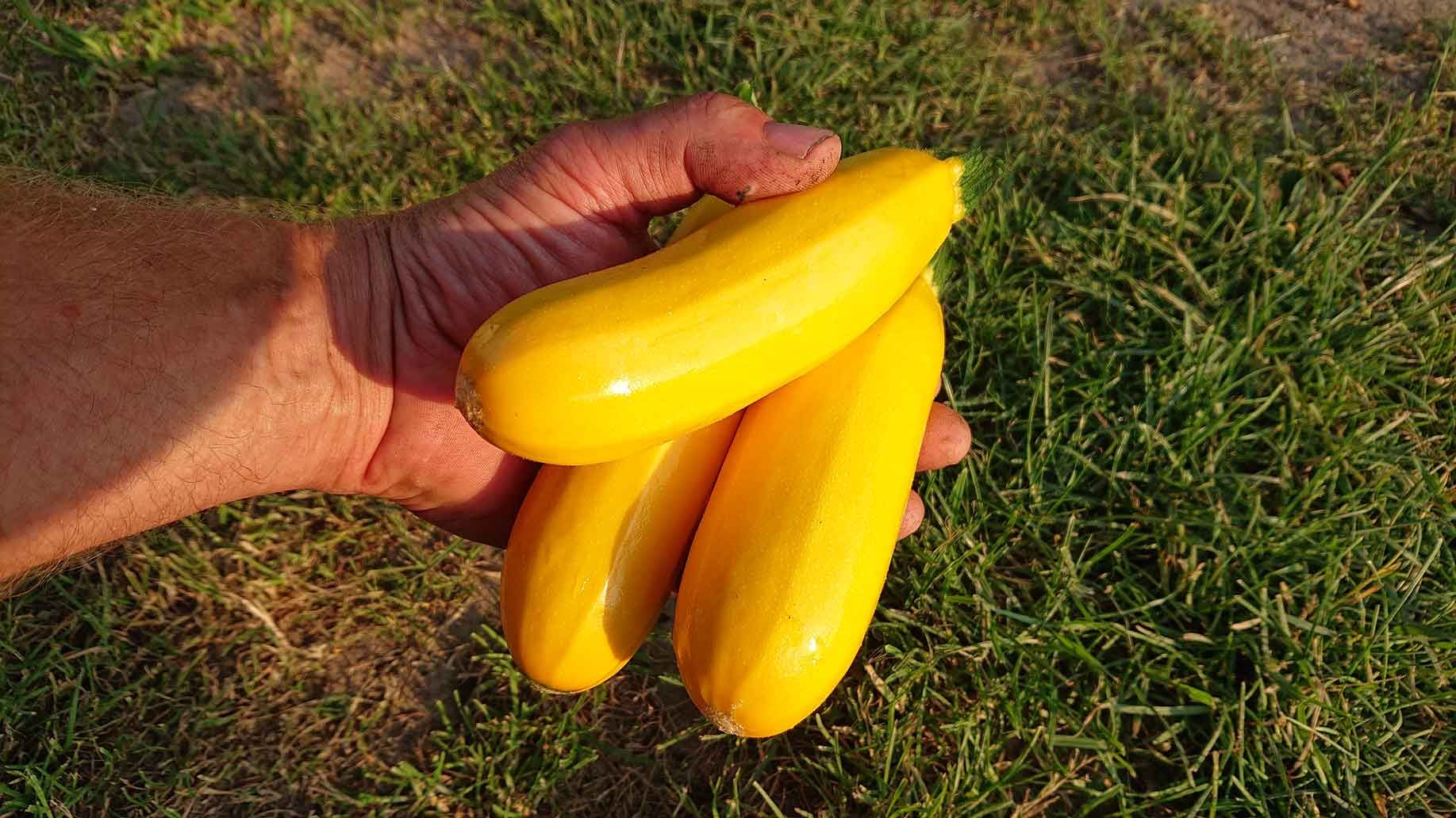 Zucchini gelb frisch geerntet | Emmerts-Biokiste
