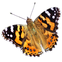 Schmetterling