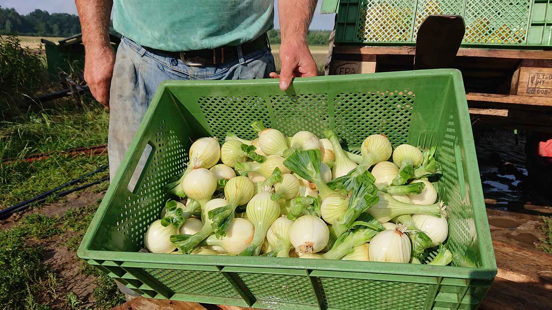 Frische Zwiebeln | Emmerts-Biokiste