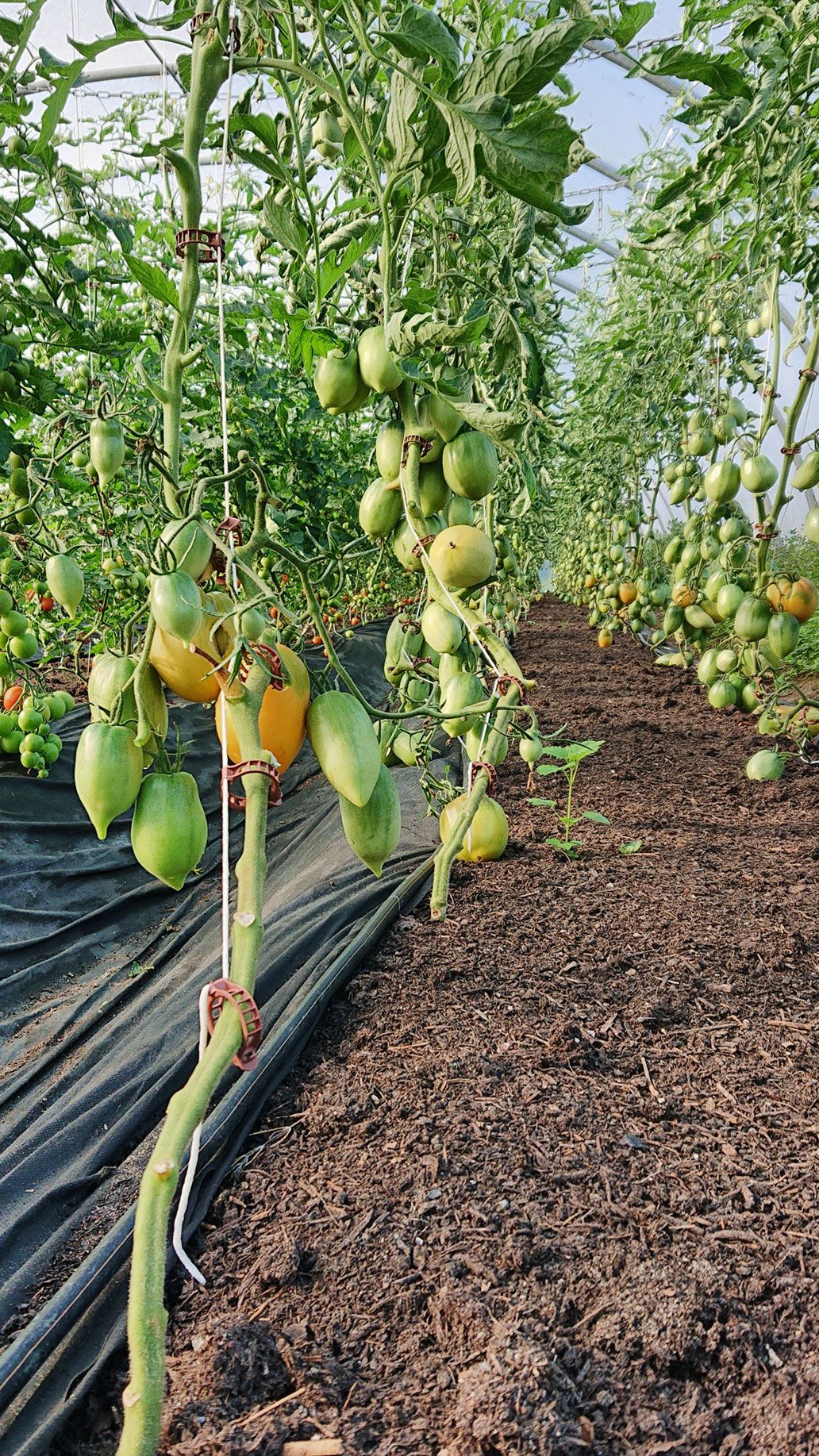 Tomaten Haus 2 | Emmerts-Biokiste