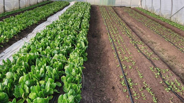 mangold-und-spinat-im-april