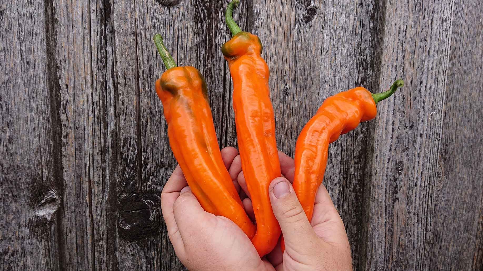 Freiland Paprika | Emmerts-Biokiste