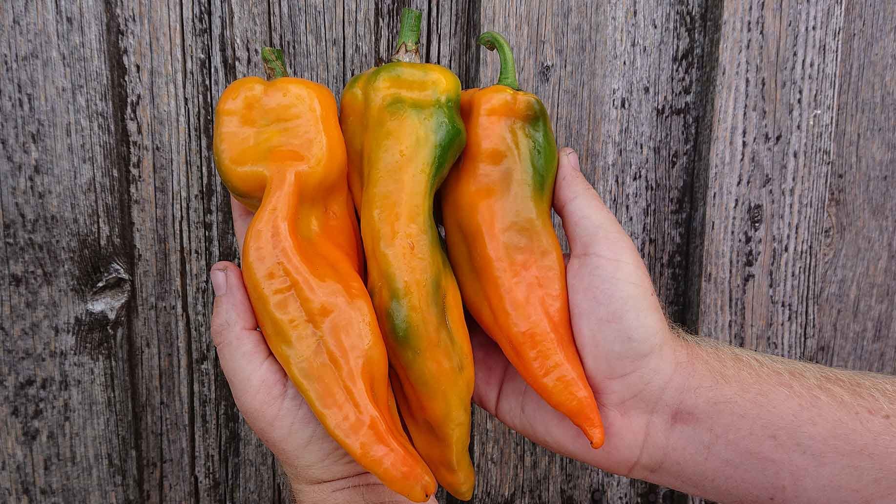 Freiland Paprika | Emmerts-Biokiste