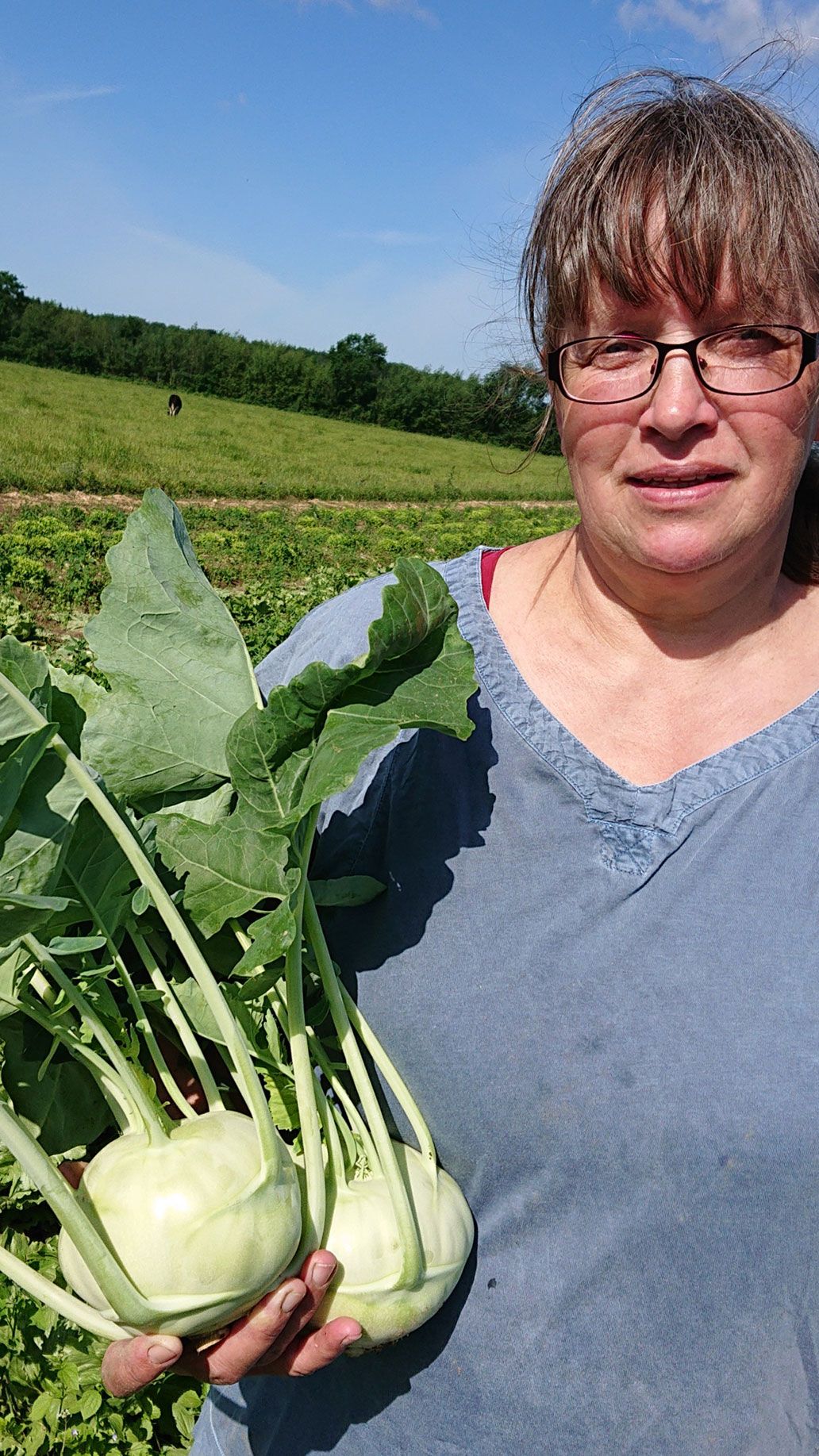 Kohlrabi ernte | Emmerts-Biokiste