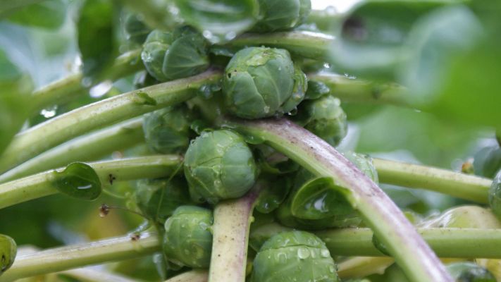 rosenkohl-am-strunk
