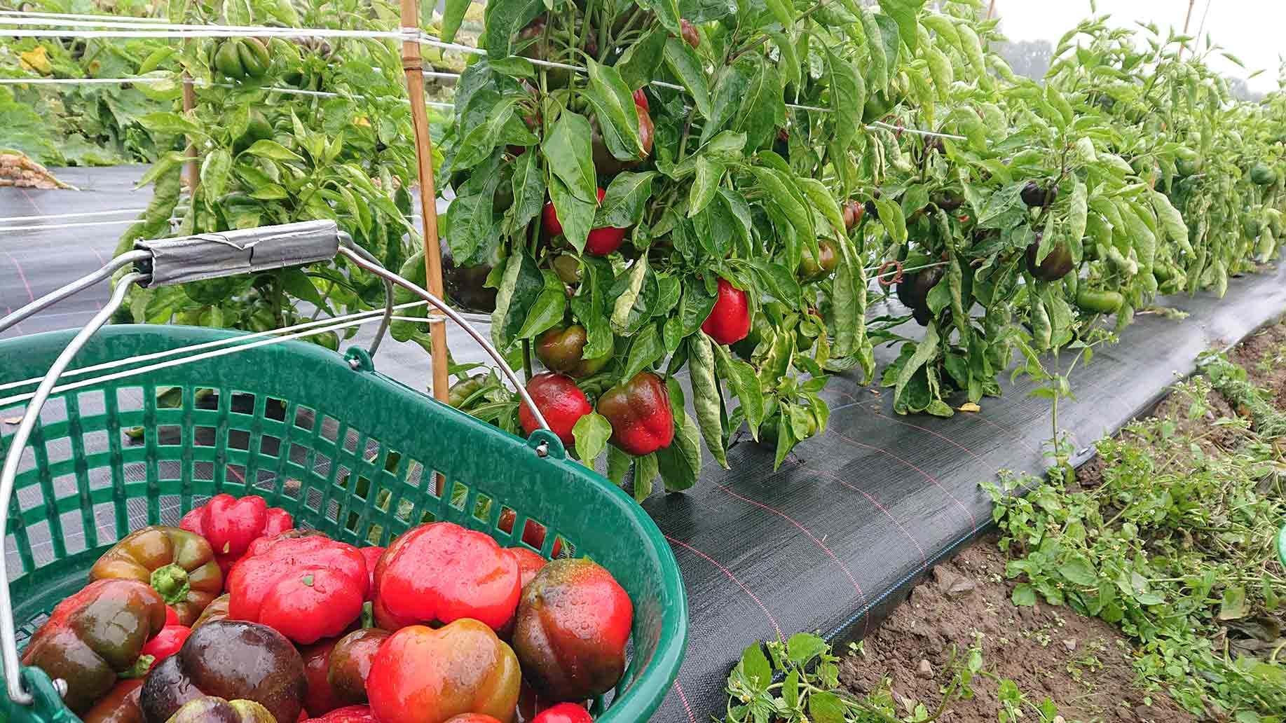 Freiland Paprika | Emmerts-Biokiste
