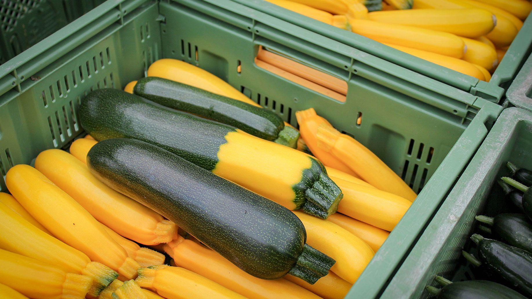 Zucchini ernten | Emmerts-Biokiste