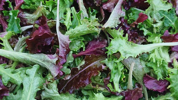 schnittsalat-im-januar
