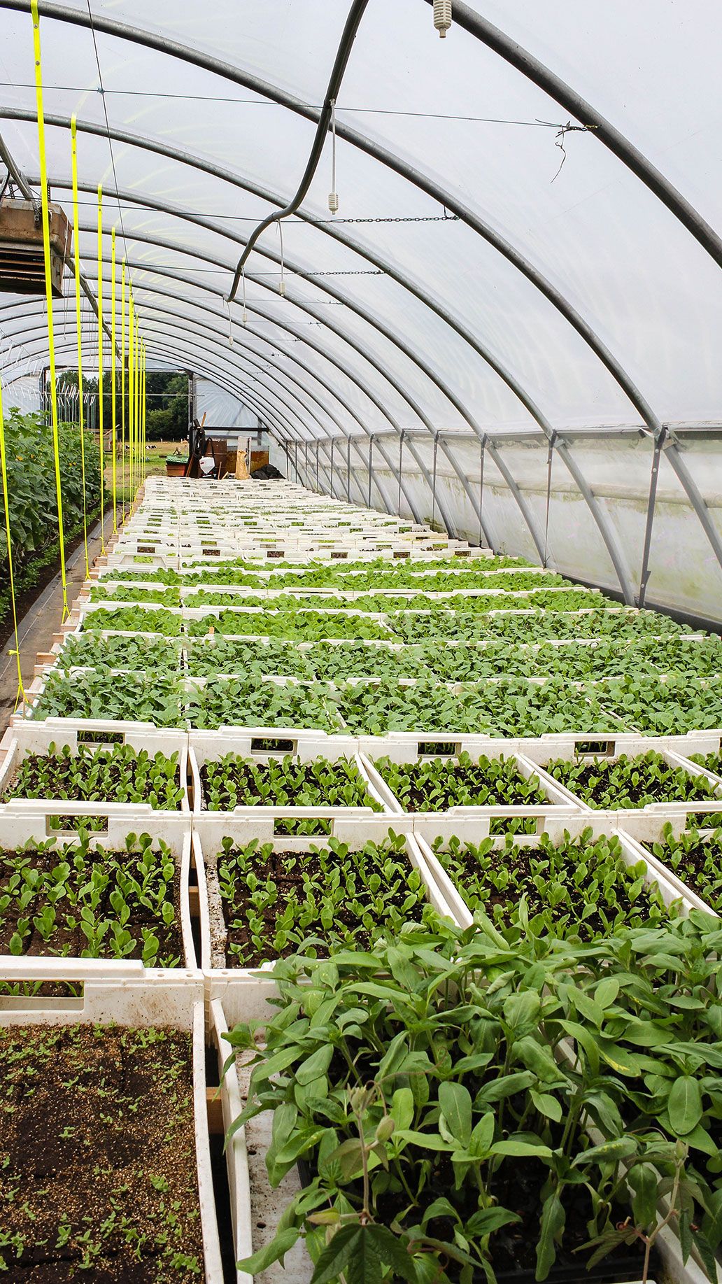 Jungpflanzen im Juli | Emmerts-Biokiste